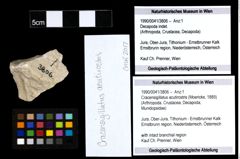 Foto (Objekt + Etiketten) von Cracensigillatus acutirostris (Moericke, 1889) 